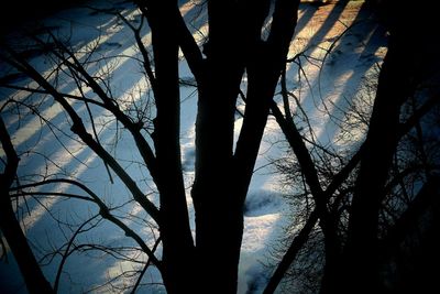 Low angle view of bare trees against sky