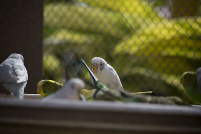 Close-up of birds perching in cage