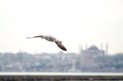 Bird flying in city