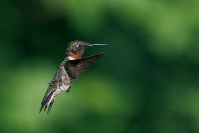 Close-up of bird flying against blurred background