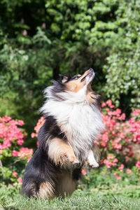View of dog on field