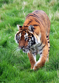 Close-up of tiger on field