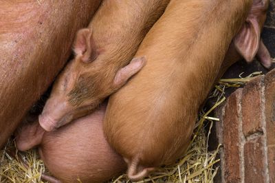 High angle view of pigs in farm