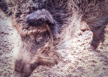 Close-up of sheep