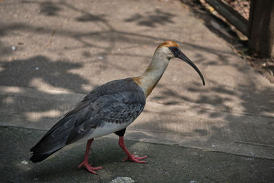 High angle view of bird perching on footpath