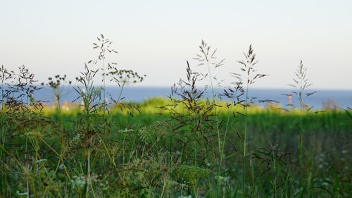 Plants on field against clear sky