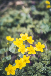 Close-up of yellow flowering plant on field