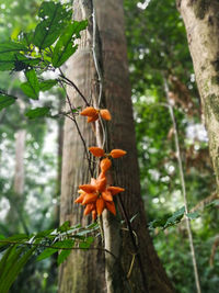 Close-up of orange flower on tree