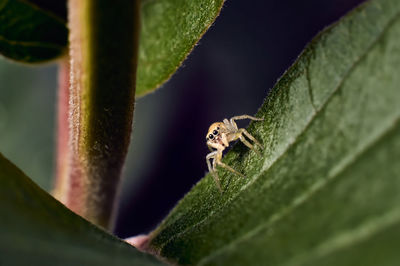 Close-up of insect on leaf