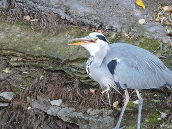 View of bird perching on rock