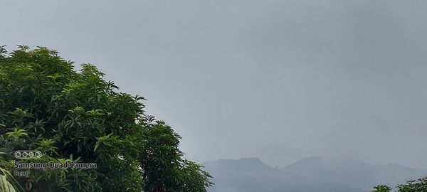 Low angle view of trees against sky