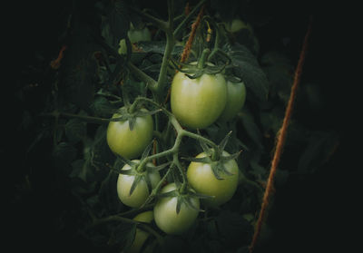 Close-up of apples on tree
