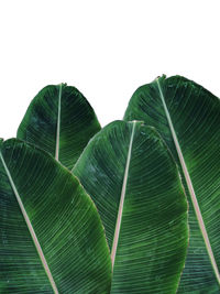 Banana leaf of life