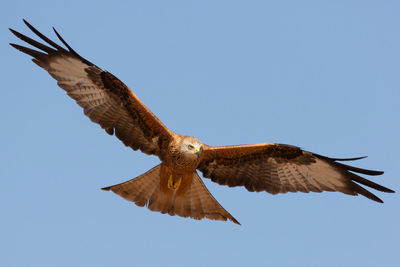 Low angle view of kite flying against clear blue sky