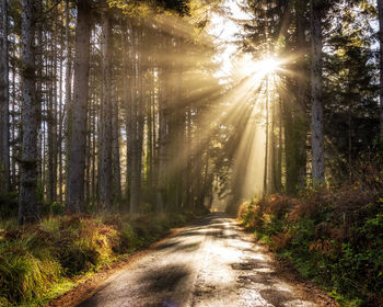 Sunlight streaming through trees in forest