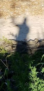 High angle view of shadow on grass by lake