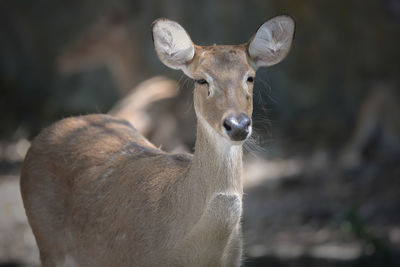 Portrait of deer