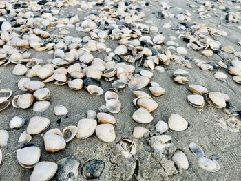 Full frame shot of pebbles