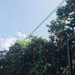 Low angle view of berries growing on tree against sky