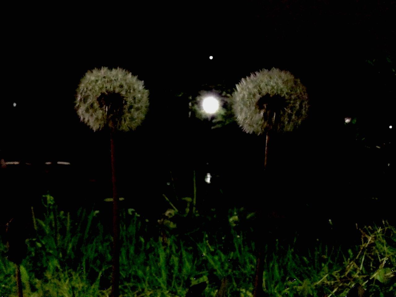 night, growth, nature, beauty in nature, plant, illuminated, dandelion, field, tranquility, tree, outdoors, sky, green color, flower, freshness, no people, tranquil scene, low angle view, growing, uncultivated