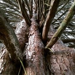 Low angle view of trees in forest