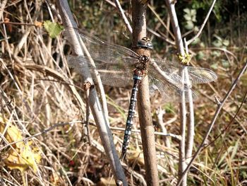 Close-up of dragonfly on twig