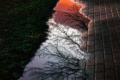 Reflection of bare trees in puddle