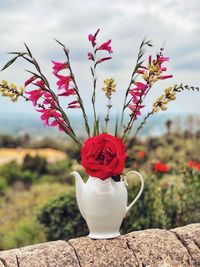 Close-up of red rose flower on land