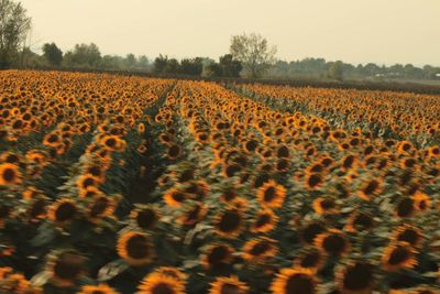 Scenic view of yellow flower field against sky