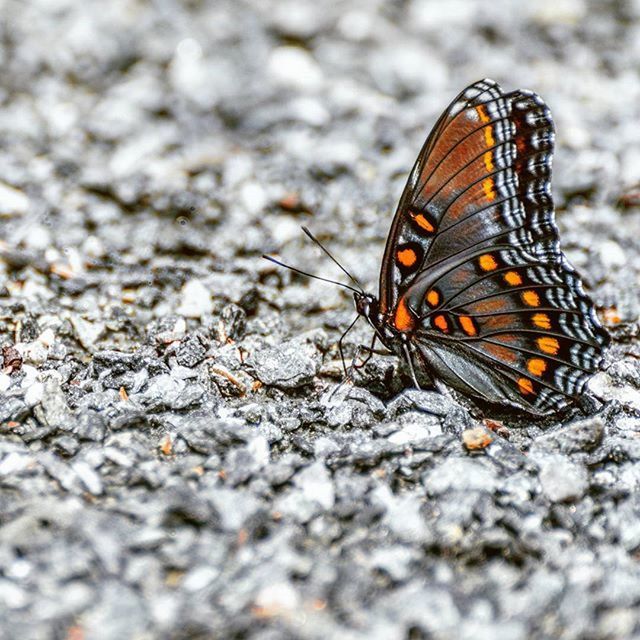 insect, one animal, animal themes, animals in the wild, butterfly - insect, wildlife, butterfly, close-up, animal markings, natural pattern, animal wing, animal antenna, nature, selective focus, focus on foreground, outdoors, beauty in nature, high angle view, day, leaf