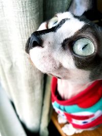 Close-up portrait of a dog