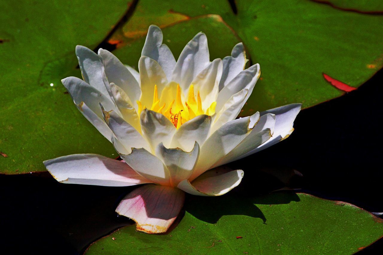 CLOSE-UP OF WATER LILY