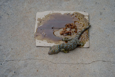 High angle view of crab on sand