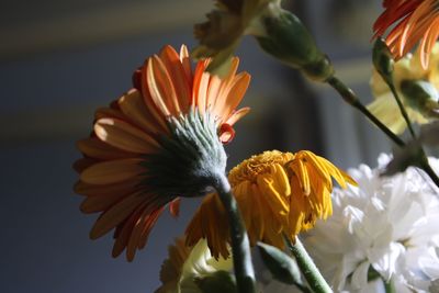 Close-up of orange flowers blooming outdoors