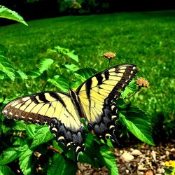 Close-up of butterfly pollinating on flower