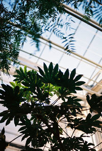 Low angle view of trees against sky