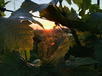 Close-up of autumn leaf