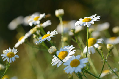 Close-up of white daisy flowers