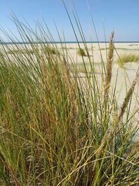 Grass on beach against clear sky