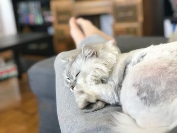 Close-up of a cat sleeping at home on the lap of a person 