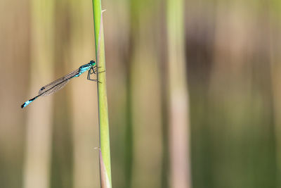 Close-up of insect on grass