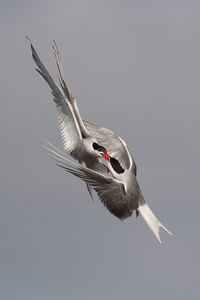 Low angle view of birds flying in sky