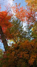 Low angle view of trees