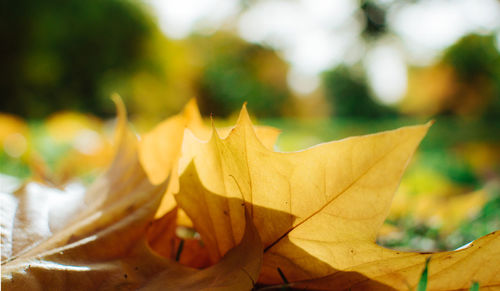 Close-up of leaves on plant