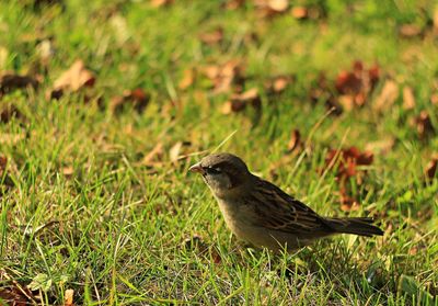 Bird perching on a field