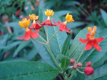 Close-up of flowers blooming outdoors