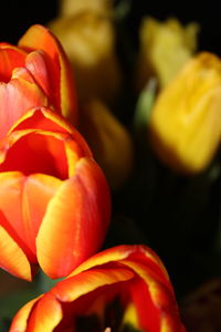 Close-up of red tulip