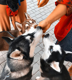 Full length of dogs huskies