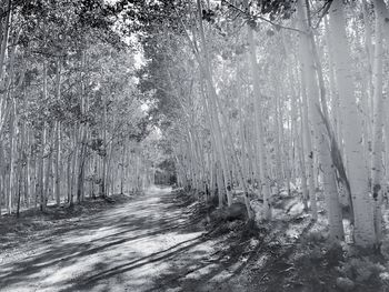 Trees in forest