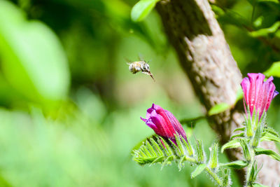 Close-up of bee pollinating flower